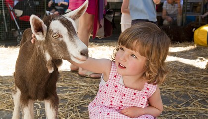 Farm yard friend